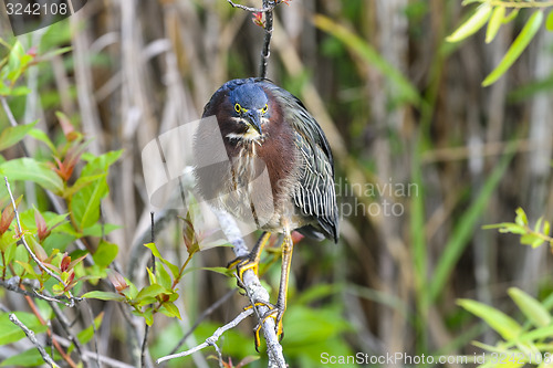 Image of green heron,  butorides virescens