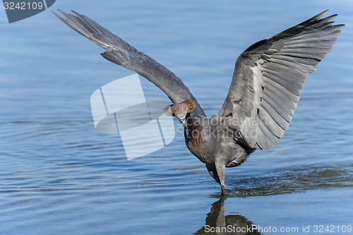 Image of reddish egret,  egretta rufescens