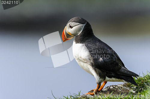 Image of atlantic puffin, fratercula arctica