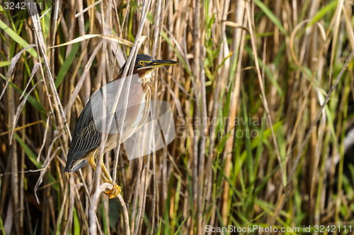 Image of green heron,  butorides virescens