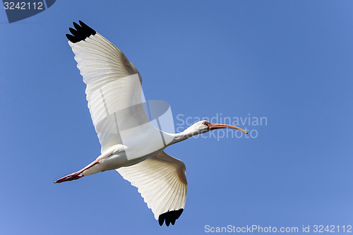 Image of american white ibis, eudocimus albus