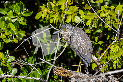 Image of black-crowned night heron, nycticorax nycticorax