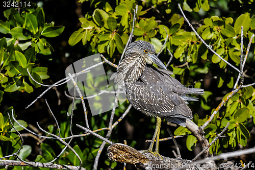 Image of black-crowned night heron, nycticorax nycticorax