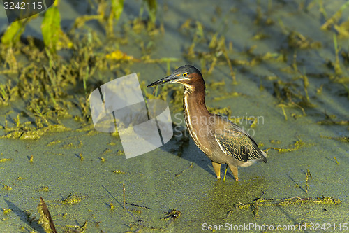 Image of green heron,  butorides virescens