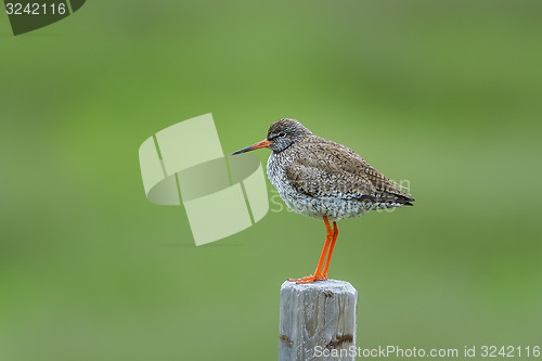 Image of common redshank, tringa totanus