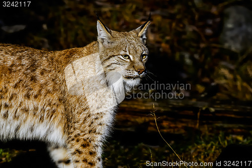 Image of lynx lynx