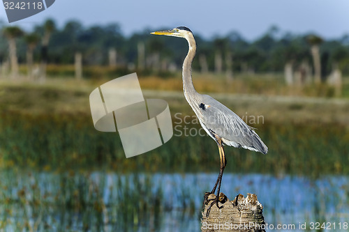 Image of great blue heron, ardea herodias