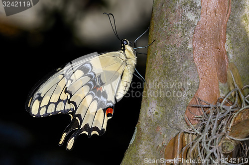 Image of thoas swallowtail,  papilio thoas