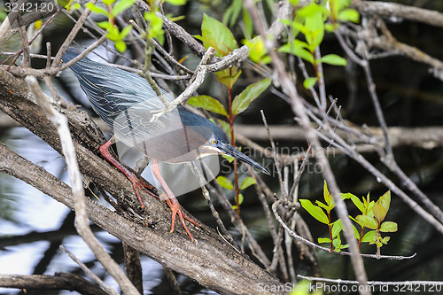 Image of green heron,  butorides virescens