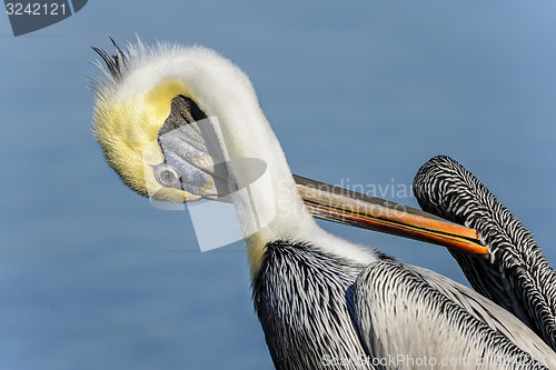 Image of brown pelican, pelecanus occidentalis