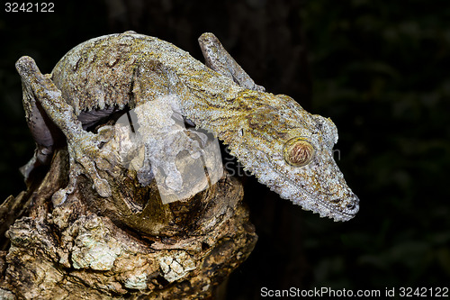 Image of giant leaf-tail gecko, marozevo