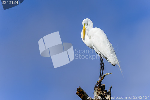 Image of ardea alba, great egret