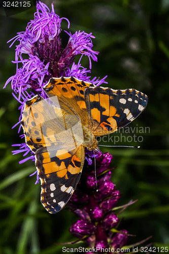 Image of painted lady, vanessa cardui