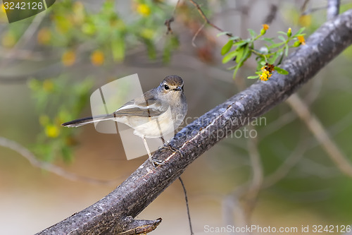 Image of madagascar magpie robin, ifaty