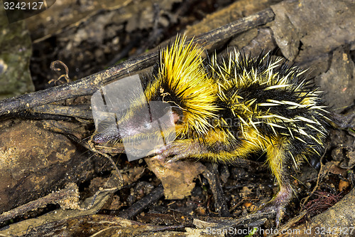 Image of lowland streaked tenrec , andasibe