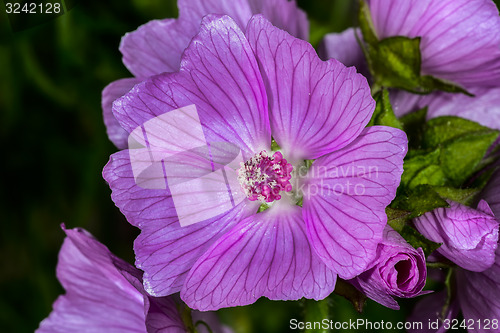 Image of sidalcea hybrida, little princess