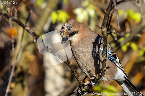 Image of eurasian jay, garrulus glandarius