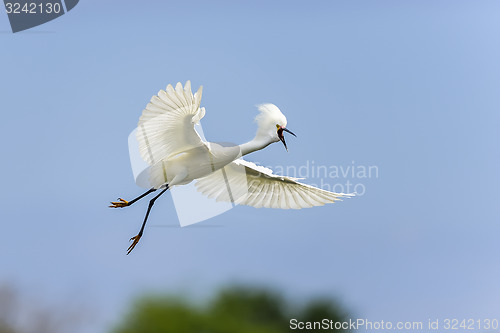 Image of snowy egret, egretta thula