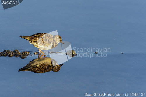 Image of arenaria interpres, ruddy turnstone