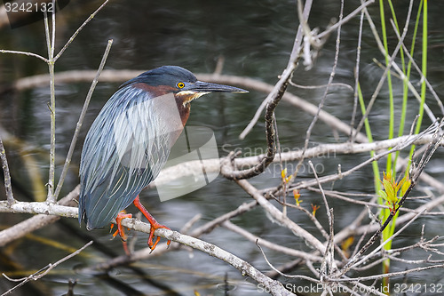 Image of green heron,  butorides virescens