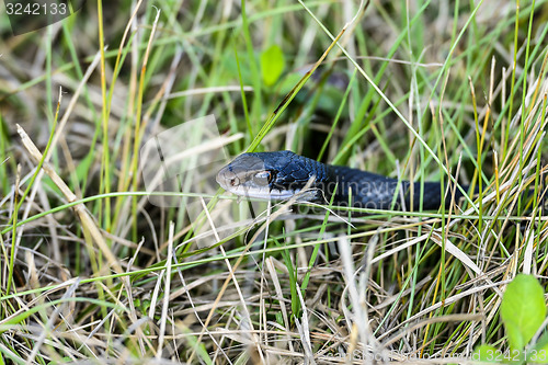 Image of coluber constrictor priapus, southern black racer