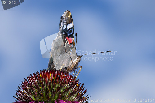 Image of vanessa atalanta, red admiral