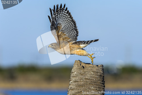 Image of buteo lineatus, red-shouldered hawk