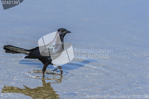 Image of boat-tailed grackle,  quiscalus major