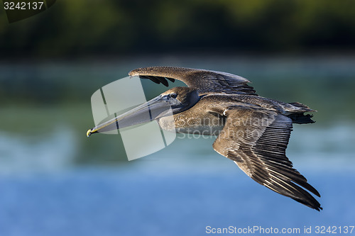 Image of brown pelican, pelecanus occidentalis