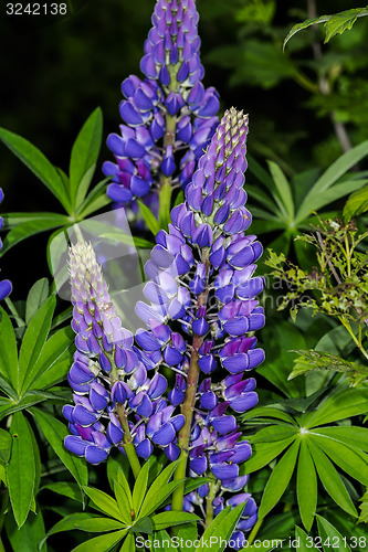 Image of lupinus polyphyllus, lupine