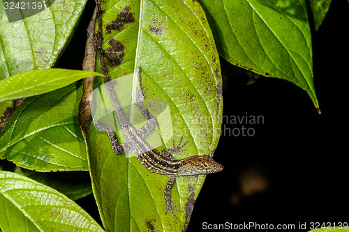 Image of anolis sagrei, brown anole