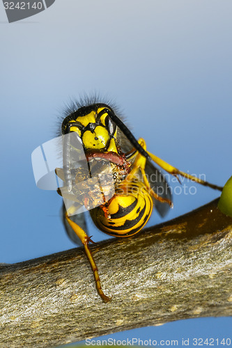 Image of german wasp, vespula germanica