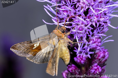 Image of gold spangle, autographa bractea