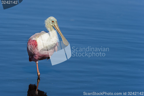 Image of roseate spoonbill, platalea ajaja