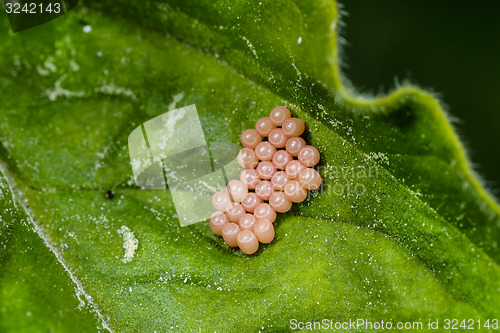 Image of insect eggs