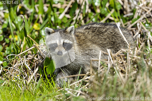 Image of procyon lotor, raccoon