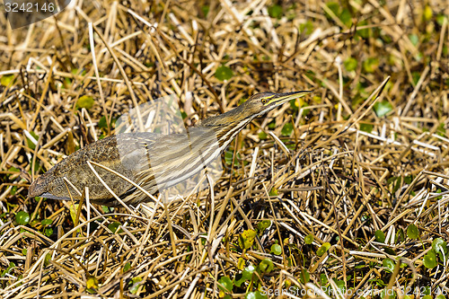 Image of american bittern, botaurus lentiginosus