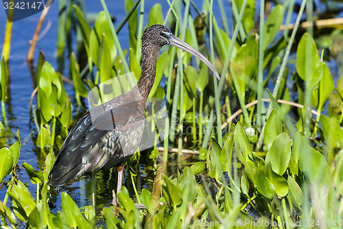 Image of glossy ibis, plegadis falcinellus