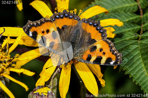 Image of small tortoiseshell, nymphalis urticae 