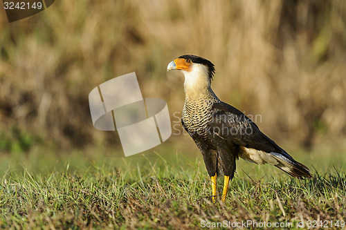 Image of caracara cheriway, northern crested caracara