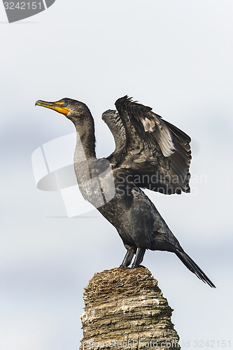 Image of double-crested cormorant, phalacrocorax auritus