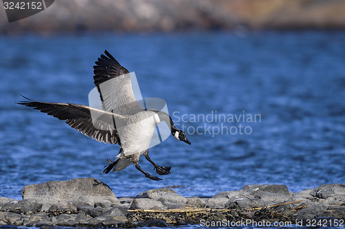 Image of canada goose, branta canadensis