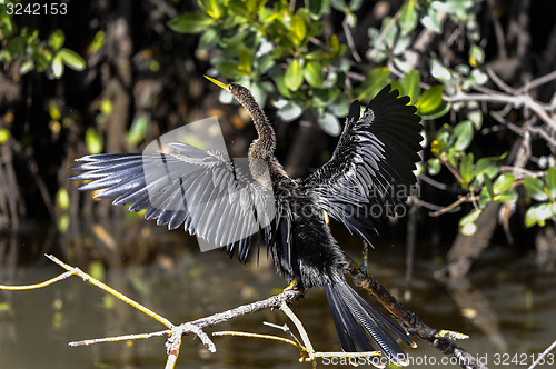 Image of anhinga, anhinga anhinga, water turkey