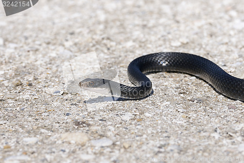 Image of coluber constrictor priapus, southern black racer