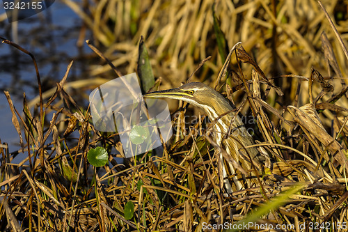 Image of american bittern, botaurus lentiginosus