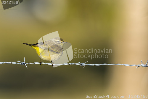 Image of dendroica petechia, yellow warbler