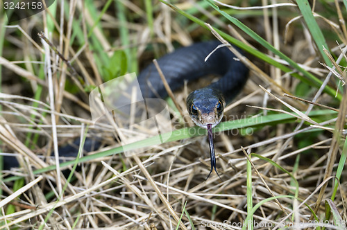 Image of coluber constrictor priapus, southern black racer