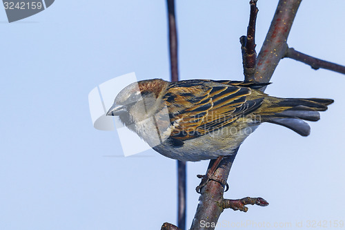 Image of tree sparrow, passer montanus