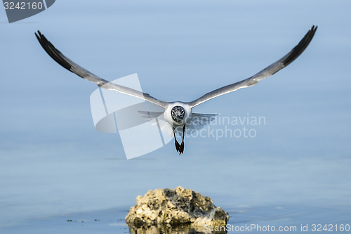 Image of laughing gull, larus atricilla