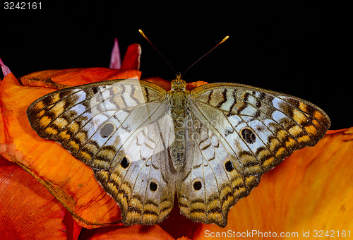 Image of white peacock, phoenix, az